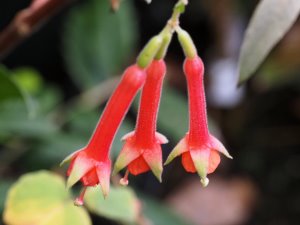 Fuchsia cordifolia