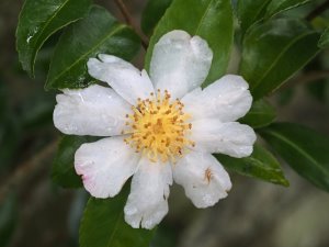 Camellia sasanqua ‘Narumigata’