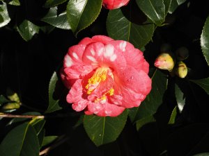 Camellia japonica ‘Emperor of Russia’