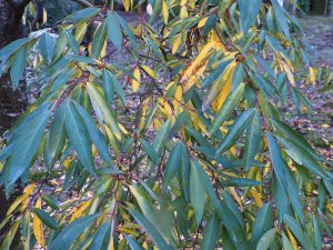 Lindera angustifolia