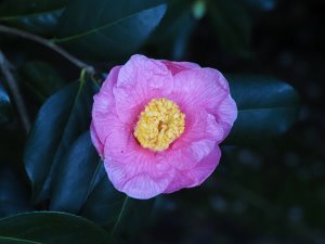 Camellia x williamsii ‘Mary Jobson’