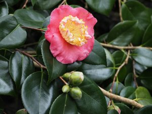 Camellia japonica ‘Hatsusakur’a (‘Dewatairin’)