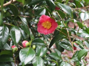 Camellia japonica ‘Adelina Patti’
