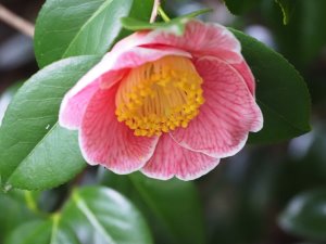 Camellia japonica ‘Adelina Patti’