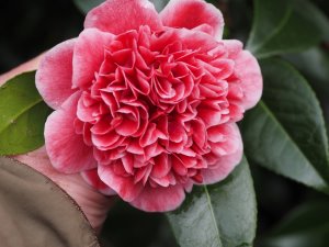 Camellia japonica ‘Volunteer’