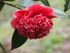 Camellia japonica ‘Volunteer’