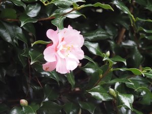 Camellia x williamsii ‘Monica Dance'