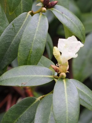Rhododendron ‘Bo Peep’