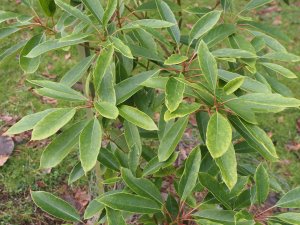 Daphniphyllum teysmannii