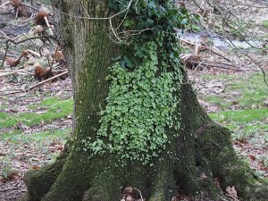 Liverwort and ivy
