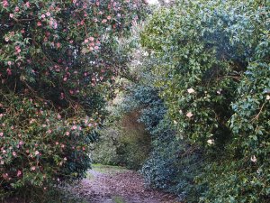 Camellia saluenensis and Camellia x williamsii ‘Beatrice Michael’