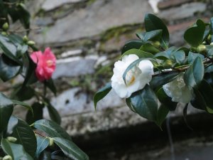 Camellia japonica ‘Lady Clare’ alongside Camellia japonica ‘Nobilissima’