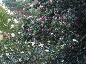 Camellia sasanqua ‘Narumigata’ and Camellia x williamsii