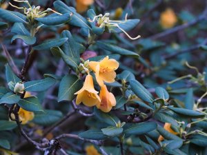 Rhododendron cinnabarinum subsp. xanthocodon Concatenans Group