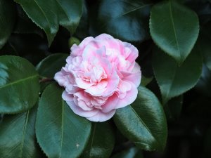 Camellia japonica ‘Preston’s Rose’