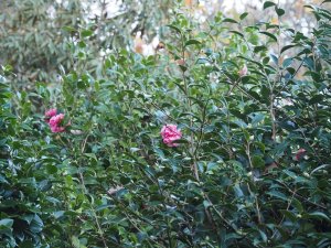 Camellia x williamsii ‘Anticipation’