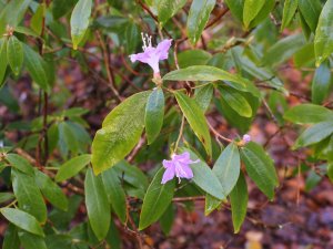 Rhododendron augustinii