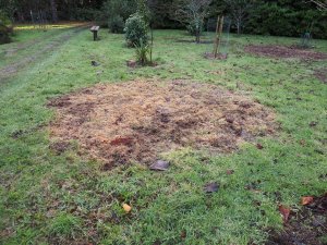 Sprayed out circles for rhododendron plantings