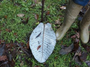 leaf from Magnolia dealbata
