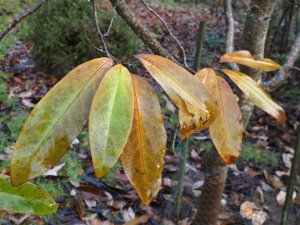 Magnolia decidua