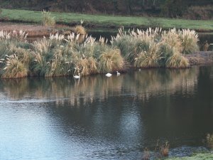 pair of swans