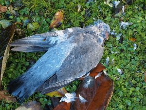 pigeon squab dead on the lawn
