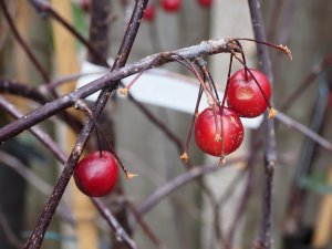 Malus ‘Royal Beauty’