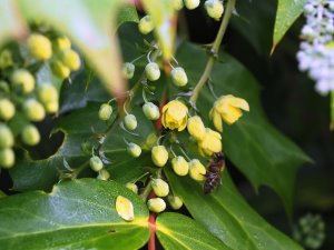 bees on Mahonia japonica flowers