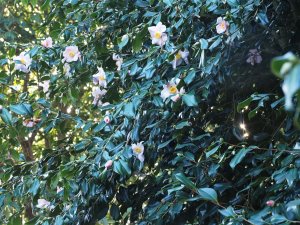 Camellia x williamsii ‘J.C. Williams’