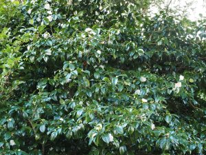 Camellia japonica ‘Mary Costa’