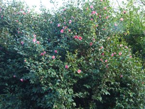 Camellia x williamsii ‘Golden Spangles’