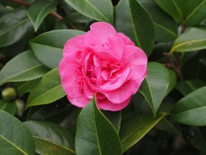 Camellia x williamsii ‘Debbie’