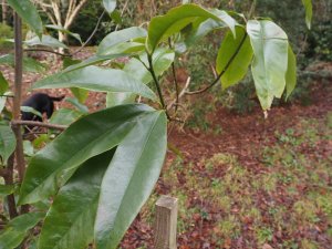 Magnolia caveana (NJM 13.044)