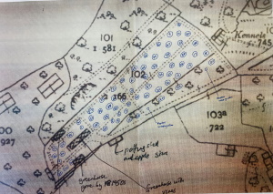 Malus Planting Plan