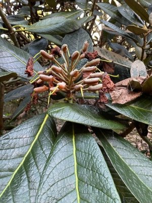 Rhododendron sinogrande