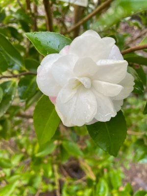 Camellia ‘Cinnamon Cindy’