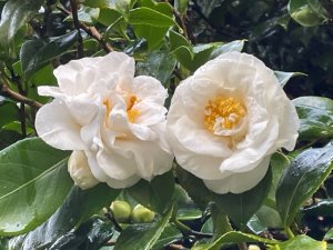 Camellia japonica ‘Sodekakushi’ (‘Gauntlettti’)