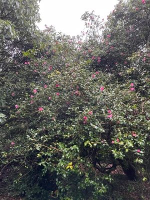 Camellia x williamsii 'November Pink'