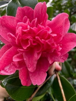 Camellia reticulata ‘Mark Allen’