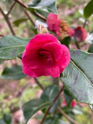 Camellia sasanqua 'Sekiyo'