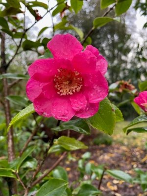 Camellia sasanqua ‘Sekiyo’