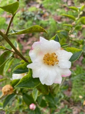 Camellia sasanqua 'Yoimachi'