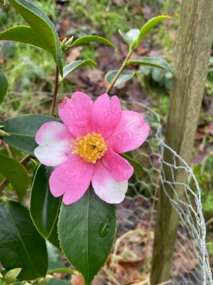 Camellia sasanqua 'Yume'