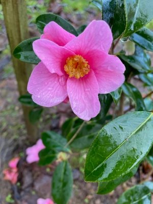 Camellia x williamsii ‘St Michael’