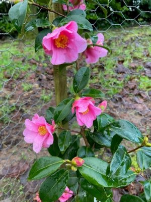 Camellia x williamsii ‘St Michael’