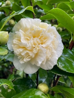 Camellia x williamsii ‘Brushfield’s Yellow’