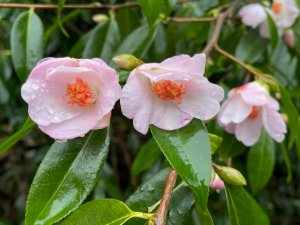 Camellia ‘Winton’