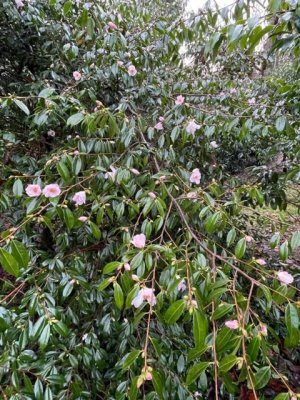 Camellia ‘Winton’