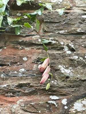 Lapageria rosea 'Picotee'