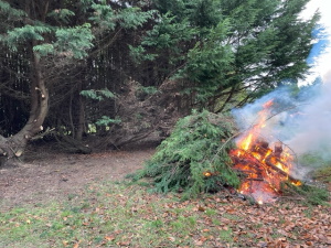 Leylandii bonfire